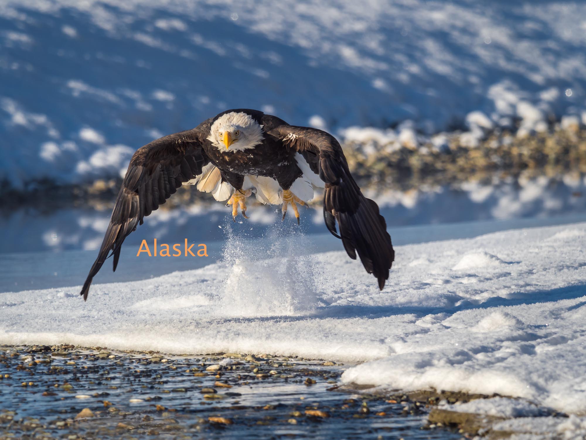 Titelbild_Alaska missing